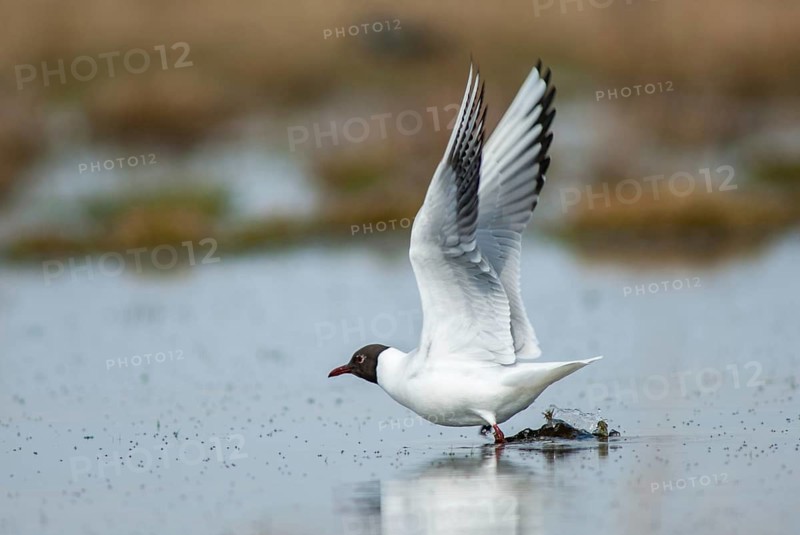 Black-headed gull, Chroicocephalus ridibundus, black-headed gull, Larus ridibundus, birds, charadriiformes, gulls, limicols, seagulls, birds