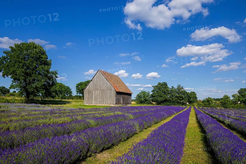 By growing lavender, in addition to diversifying crop rotation, operators want to produce a regional and sustainable product and adapt to climate change. The aim is to produce a regional and sustainable product. In doing so, attention is paid to sustainable management and chemical fertilisers and plant protection products are avoided. The lavender area is managed by Agrar GmbH Moholzer Hof, Niesky OT See, Saxony, Germany