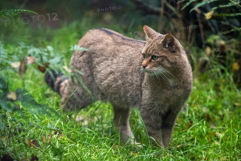 Carnivora, felis silvestris, predators, wildcat, mammals, raptors, mammals
