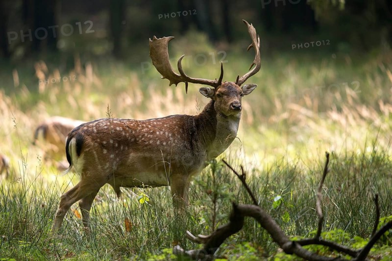 Dama dama, fallow deer, fallow deer, mammals, shovelers, mammals
