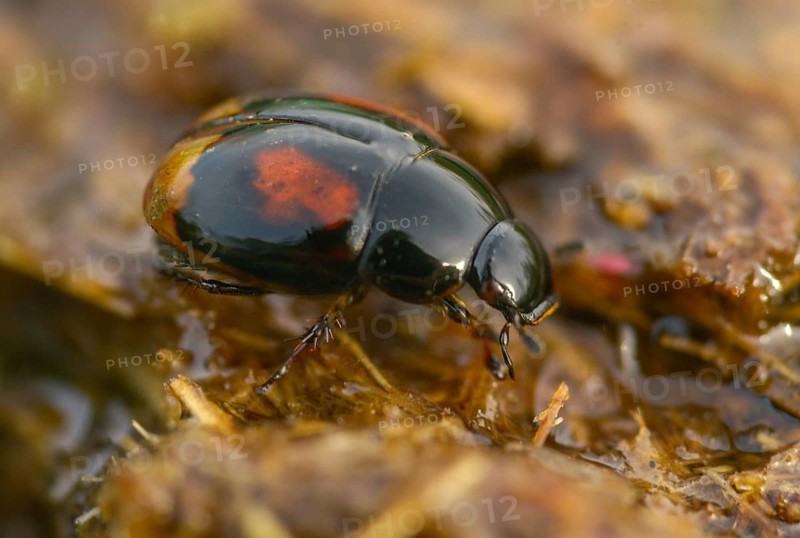 Dung ball beetle spec., dung beetle, sphaeridium spec., beetle, coleoptera, dung, insects, droppings, beetles, dung, water beetles