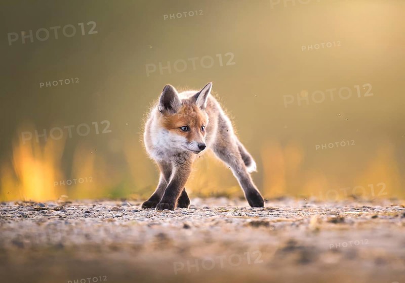 Red fox cubs (Vulpes vulpes) in the evening light, Zurich, Switzerland