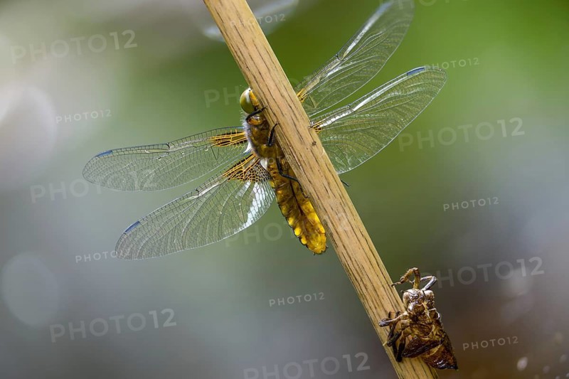 Broad-bodied chaser, libellula depressa, flatbelly, anisoptera, dragonflies, freshly hatched, insects, larva, larva, dragonflies, odonata, hatching, hatching