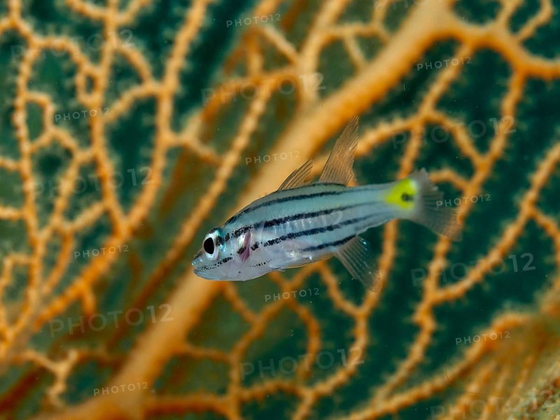 A small striped fish, the five-lined cardinalfish (Cheilodipterus quinquelineatus), swims against a backdrop of orange and green coral, at the Gondol Bay dive site, Gondol, Bali, Indonesia