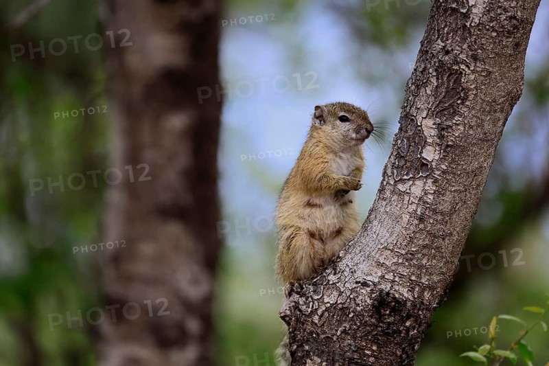 Smith's bush squirrel (Paraxerus cepapi), yellow-footed bush squirrel, adult, tree trunk, alert, Kruger National Park, South Africa