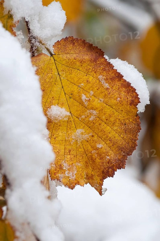 Autumn, detail, autumn, autumn leaves, high size, portrait format, snow, snow