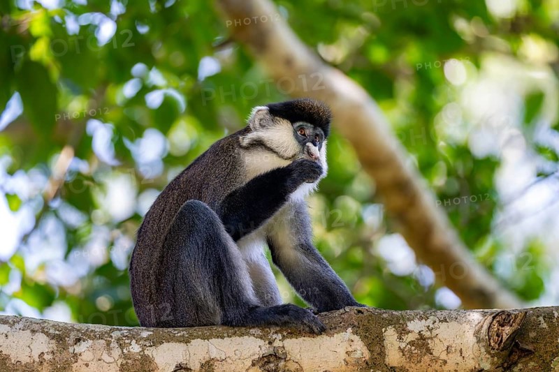 Red-tailed guenon or Congo white-nosed guenon (Cercopithecus ascanius schmidti), sitting on a tree, eating a fruit, Bigodi, Western Region, Uganda