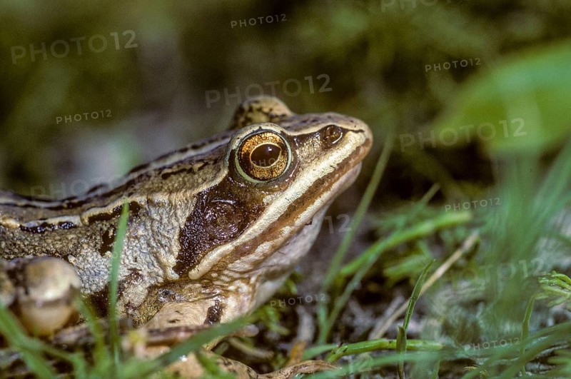 Moor frog, moor frog, rana arvalis, amphibians, amphibians, frog, frogs, amphibians