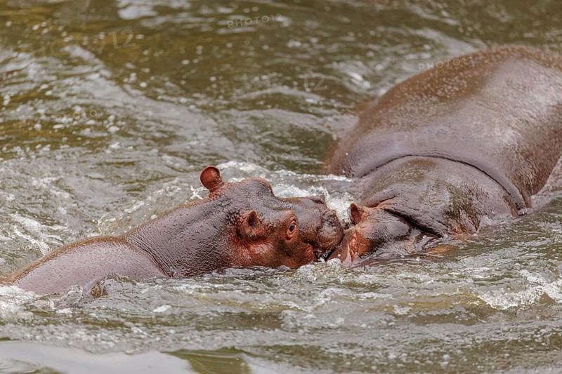 A young hippopotamus (Hippopotamus amphibius) plays in the water with its mother. Democratic Republic of the Congo, Uganda, Tanzania, Kenya, Ethiopia, Somalia, Sudan, Gambia, South Africa