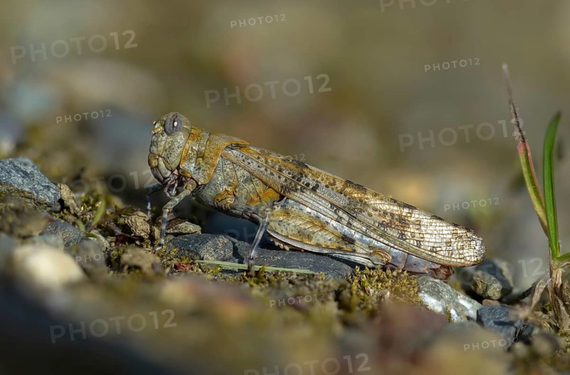 Blue-winged sandscare, caelifera, short-feeler, oedipodinae, slender blue-winged grasshopper, sphingonotus caerulans, flew off, old, grasshoppers, grasshoppers, insects, insects, without antennae, wasteland scare