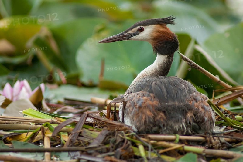 Great crested grebes, podiceps cristatus, birds, grebes, podicipedidae, divers, birds, waterbirds, waterbirds