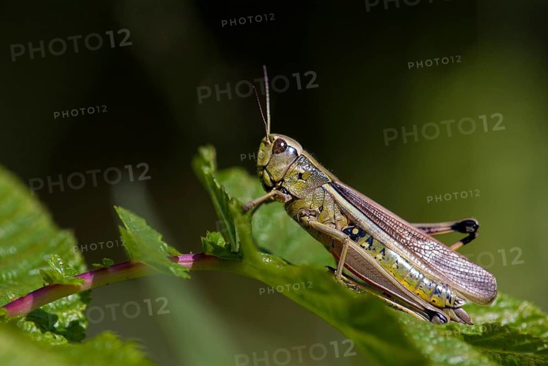 Caelifera, field locusts, grasshoppers, short-feeler scare, mecostethus grossus, stethophyma grossum, swamp scare, grasshoppers, grasshoppers, insects, large marsh grasshopper