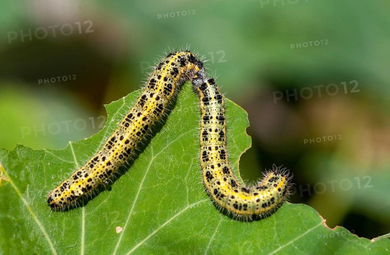 Large white, Pieris brassicae, butterfly, insects, caterpillar, butterfly, butterflies