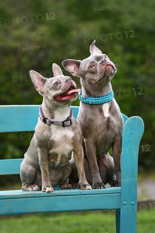 Two lilac brindle French Bulldog dogs sitting on blue bench. Healthier breed examples with longer snouts, improved breathing and natural body structure