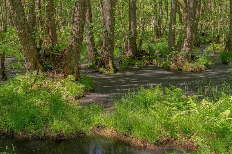 Urwald Darß Baltic Sea Germany
