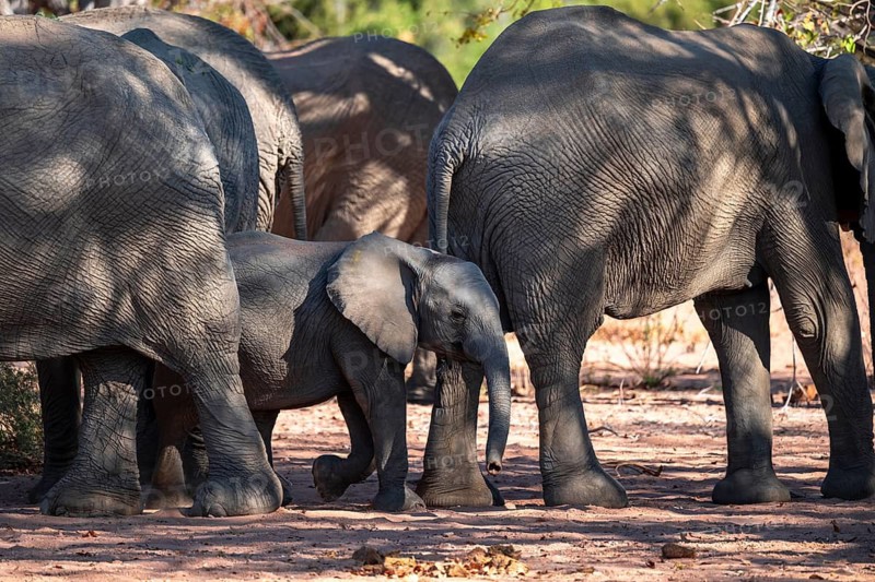 African elephant (Loxodonta africana), desert elephant, riverbed of the Ugab River, Damaraland, Kunene region, Namibia