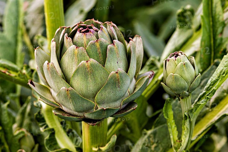 Close-up of green artichokes with detailed leaves in their natural setting, artichokes in a field near Cleder in France (Cynara cardunculus)