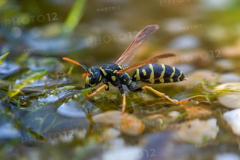 Brighter-colored paper wasp, French field wasp, gallic field wasp, house field wasp, hymenoptera, polistes dominula, vespidae, wrinkle wasps, field wasp, insects, drinking, drinking, water