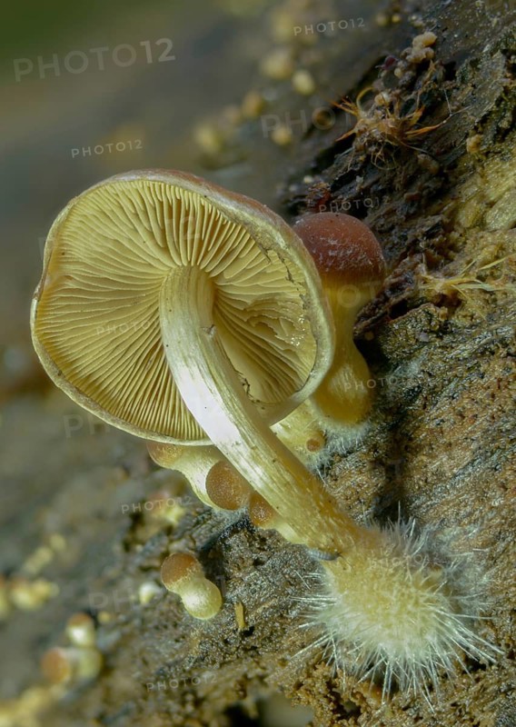 Cluster crumblecap, mushroom mycelium, psathyrella hydrophila, psathyrella piluliformis, white-stemmed stick sponge, watery fibrous, watery shortbread, watery mushroom, fungi, fungus, high size, vertical format, mycelium, mycelium, mushrooms