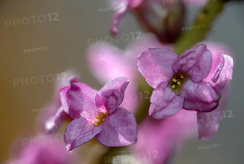 Daphne Mezereum, Real Daphne, February Daphne, Common Daphne, Common Daphne, Cellar Neck, Daphne, Sparrow Tongue, Thymelaeaceae, Flora, Spring, Mezereon, Mezereum, Plants, Spring, Spurge Laurel, Spurge Olive