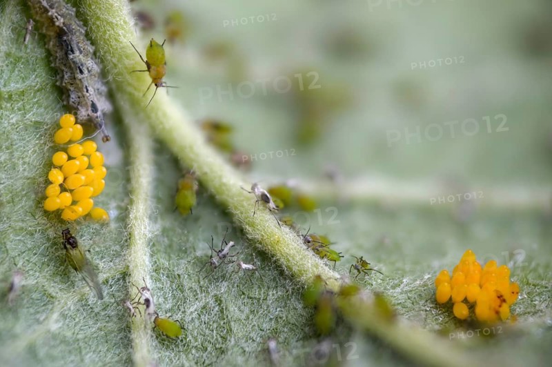 Coccinella septempunctata, seven-spotted ladybird, beetle, aphid, aphids, coleoptera, eggs, clutches, insects, beetles, seven-spot ladybird, seven-spotted ladybug