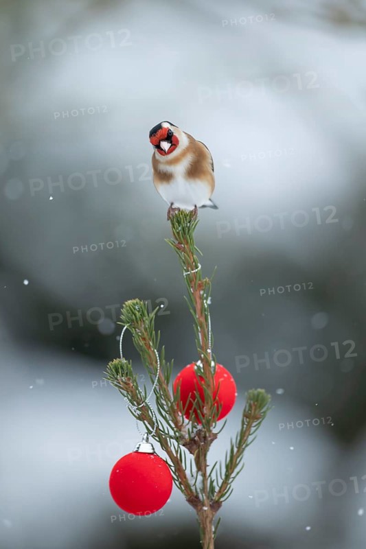 European goldfinch (Carduelis carduelis) adult garden bird on a Christmas tree in snow in winter, England, United Kingdom