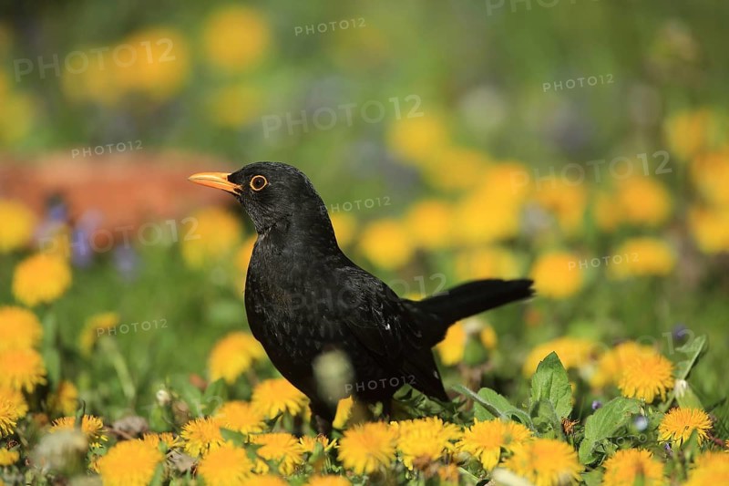 A blackbird stands amongst yellow flowers in a vibrant spring meadow. A male blackbird (Turdus merula) stands in a garden in Baden-Württemberg, Germany