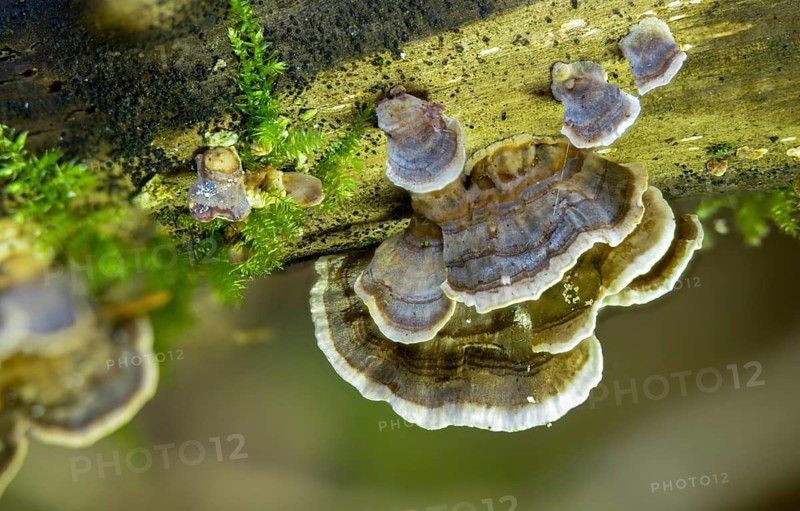Colorful tramete, Coriolus versicolor, butterfly porling, butterfly tramete, trametes versicolor, fungi, fungus, mushrooms, turkey tail