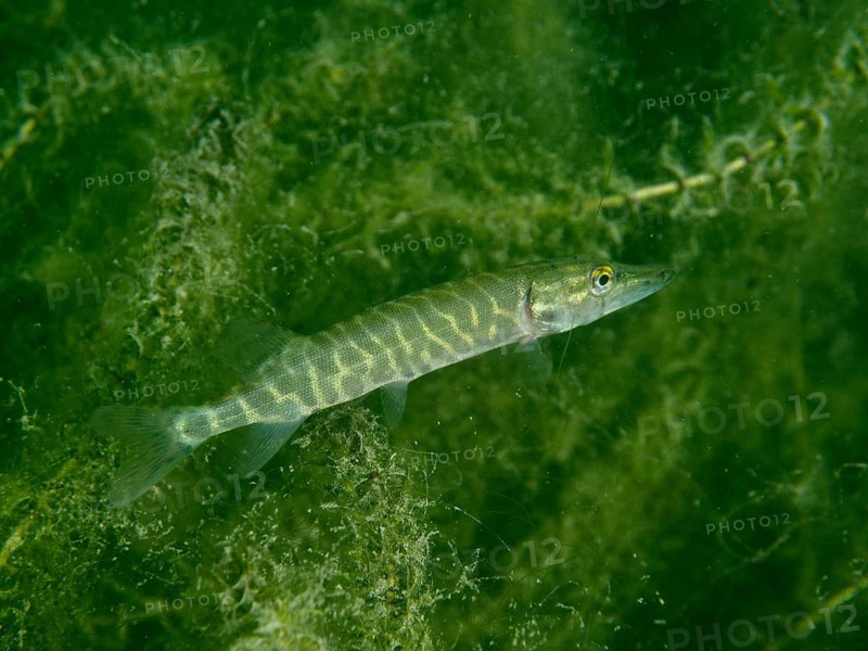 A juvenile pike (Esox lucius) swimming in green water teeming with algae, Baumgärtli diving spot, Lake Zug, Lake Immen, Canton of Schwyz, Switzerland