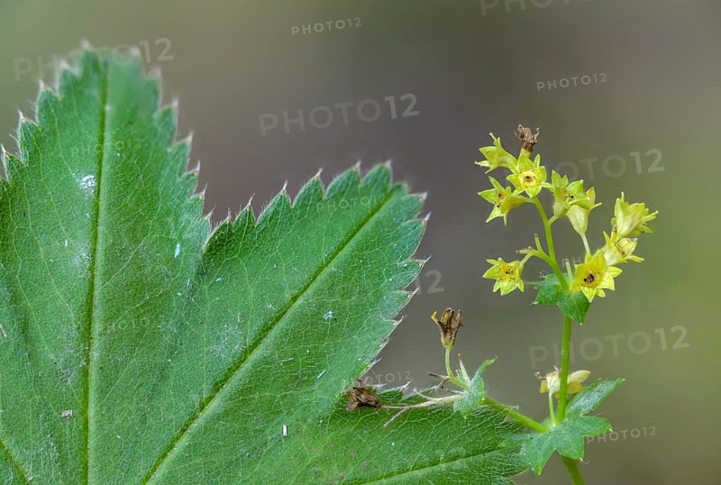 Alchemilla vulgaris, lady's mantle, common lady's mantle, lady's mantle, rosaceae, rose family, pointed lady's mantle, flora, plants, plants