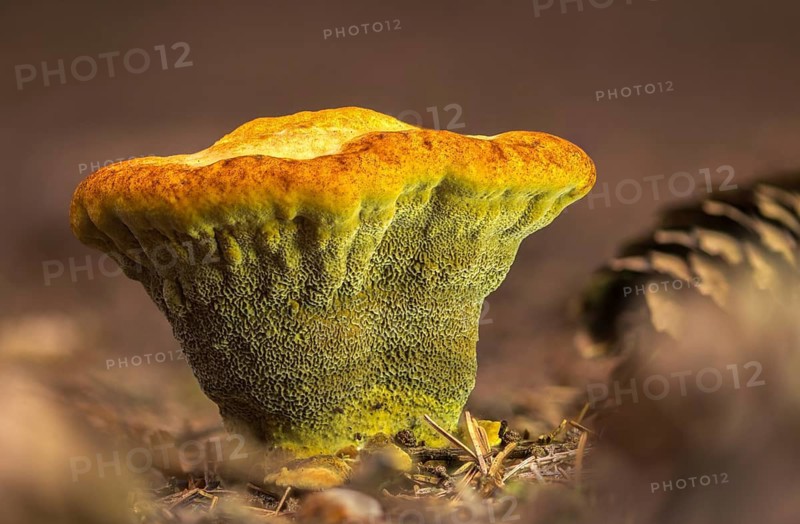 Tree sponge relatives, brown porling, spruce brown porling, fomitopsidaceae, yellow brown porling, pine brown porling, softwood brown porling, Phaeolus pigitzii, Phaeolus spadiceus, Dyer's polypore, fungi, mushrooms, velvet top fungus