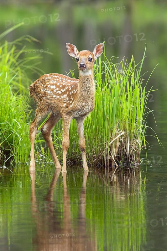 White-tailed deer (Odocoileus virginianus), Minnesota, USA. A young deer stands at the water's edge in a green landscape