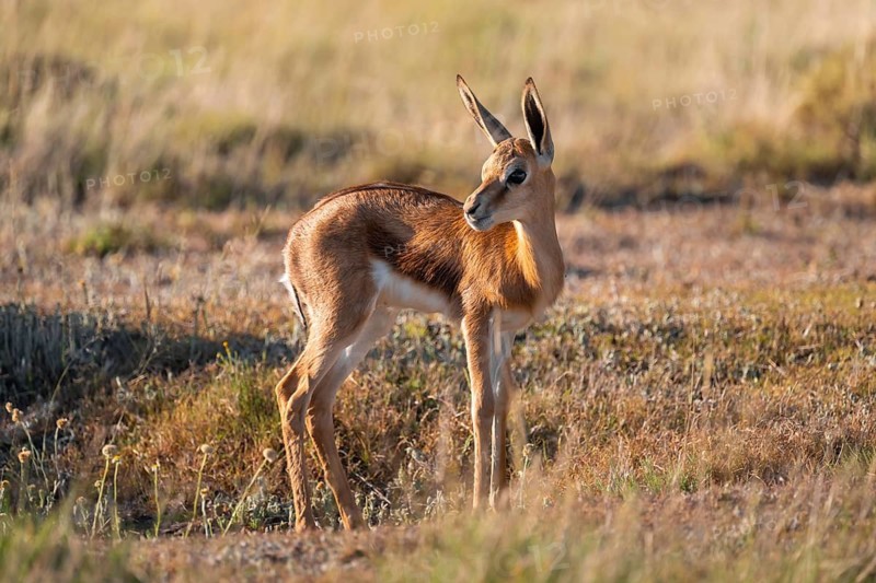 Cute young springbok (Antidorcas marsupialis) in meadow, Mountain Zebra National Park, South Africa