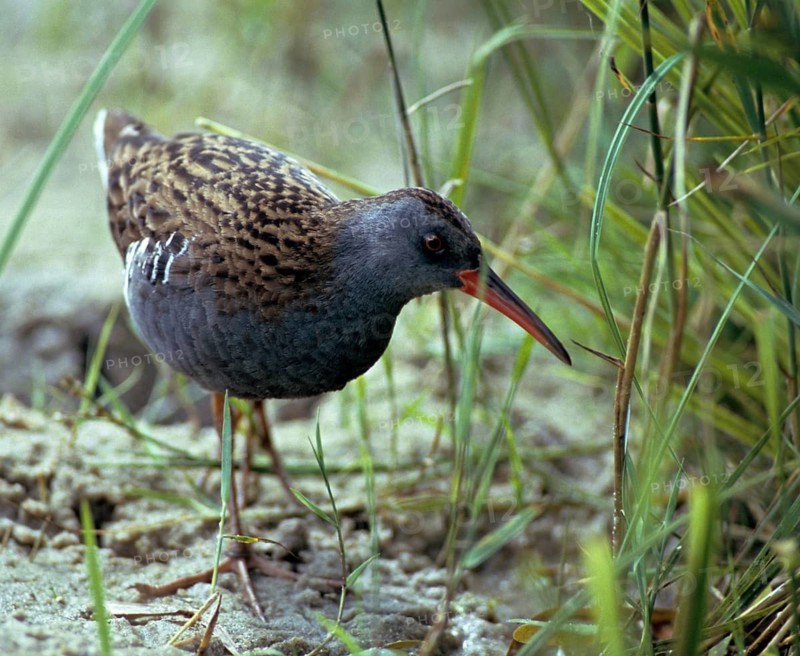 Rallus aquaticus, water rail, birds, gruiformes, cranes, rails, harrows, rallidae, birds, waterbirds, waterbirds, waterbirds
