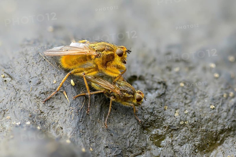 Brachycera, flies, yellow dung fly, scathophaga stercoraria, diptera, dung, egg deposition, golden dung fly, insects, copula, droppings, dung, mating, yellow dung fly, two-winged