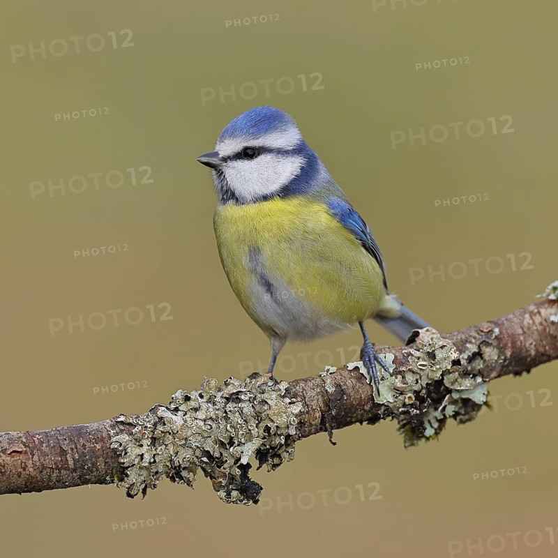 Blue Tit (Parus caeruleus), perched on a branch covered in lichen, Wilnsdorf, North Rhine-Westphalia, Germany