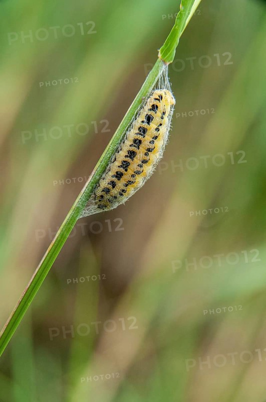 Blood droplets spec., ram spec., zygaenidae, burnet, butterfly, high size, portrait, inchworm, insects, moths, moths, moths, moth, caterpillar, butterfly, pupation