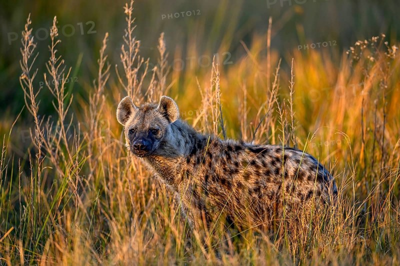 Spotted hyena (Crocuta crocuta) in the tall grass near Atzaró Camp, Okavango Delta, North-West District, Botswana