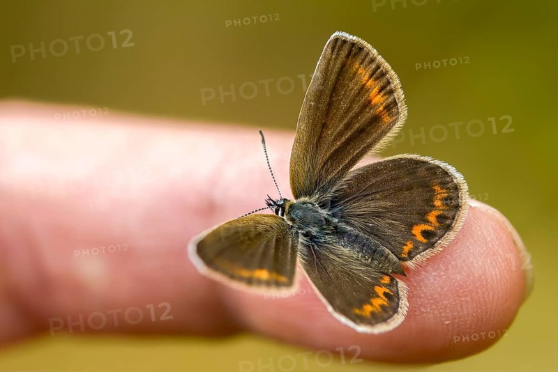 Argus blue, honeyclover blue, plebeius argus, silver-studded blue, blue, butterfly, finger, hand, insects, butterfly, butterfly, butterfly