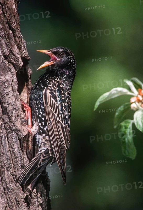Star, starling, sturnus vulgaris, birds, breed, brood cave, female, high size, portrait format, passeri, songbirds, birds, female