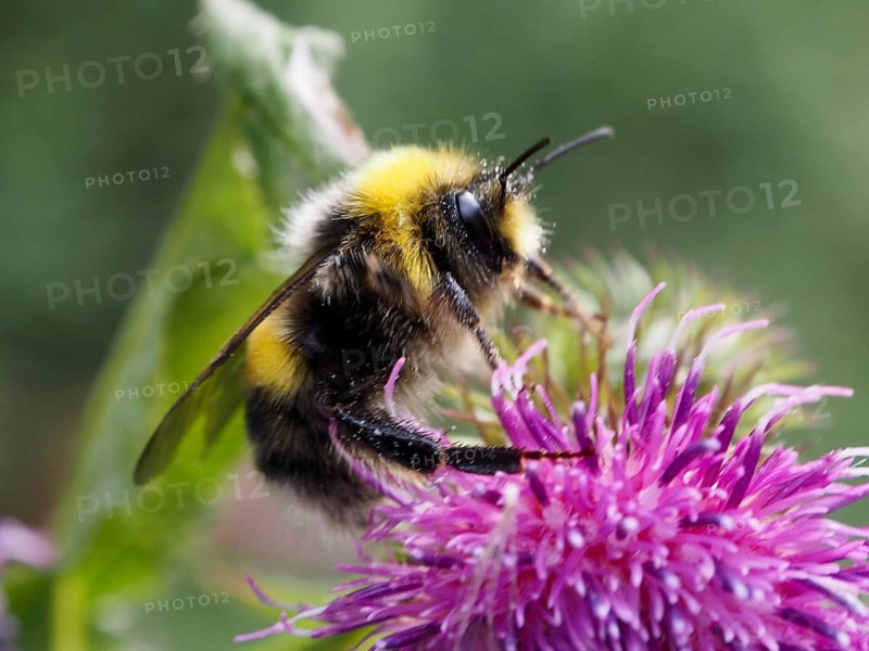Close-up of a pale earth bumblebee (Bombus lucorum) perched on a pink flower, Goms, Canton of Valais, Switzerland