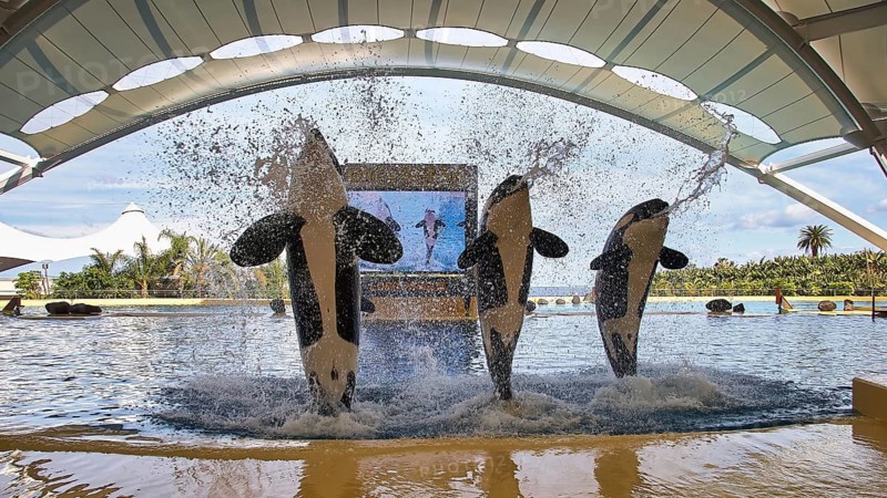 Three orcas jump synchronised out of the water during a show under a covered area, orcas (Orcinus orca), orca show, whales, killer whales, animal show, Loro Parque, Puerto de la Cruz, Tenerife, Canary Islands, Spain