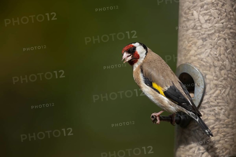 European goldfinch (Carduelis carduelis) adult bird on a garden seed bird feeder, England, United Kingdom