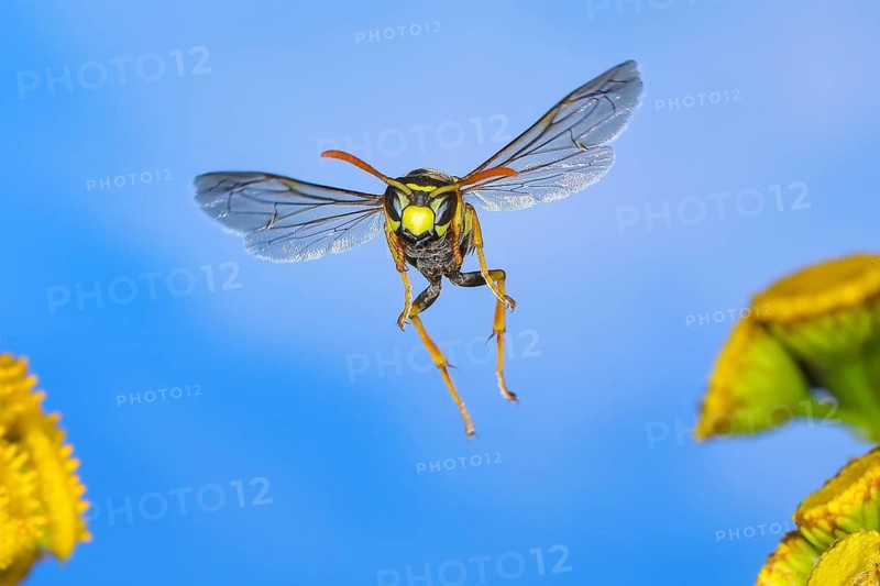 House wasp (Polistes dominula), flying over tansy (Tanacetum vulgare) flowers, wildlife, high-speed nature photography, insects, wasps, Siegerland, North Rhine-Westphalia, Germany