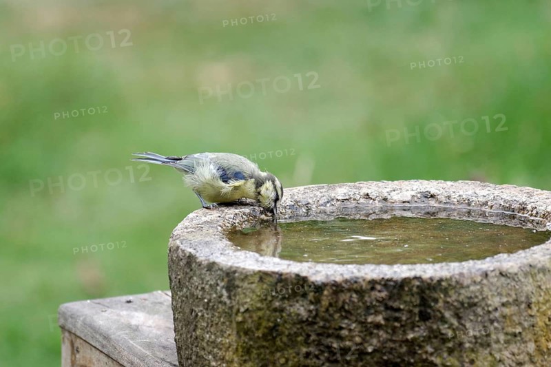 Blue Tit (Cyanistes caeruleus), young bird, bird bath, thirst, reflection, the songbird drinks water from the bird bath