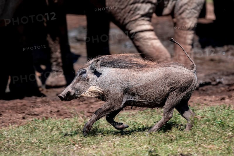 Warthogs (Phacochoerus africanus) running with their tails up, Addo Elephant National Park, Eastern Cape, South Africa