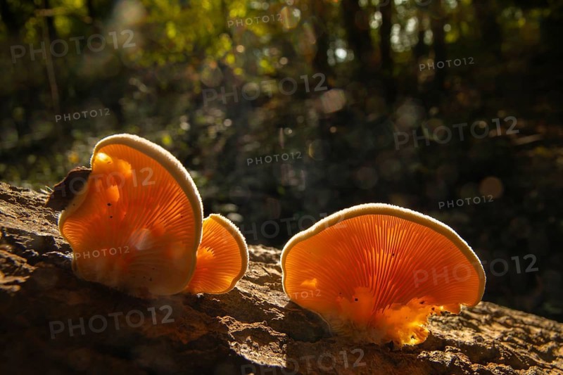Claudopus nidulans, crepidotus jonquilla, orange sapling, panus nidulans, phyllotopsis nidulans, fungi, fungus, mock oyster, orange oyster, mushrooms, y12