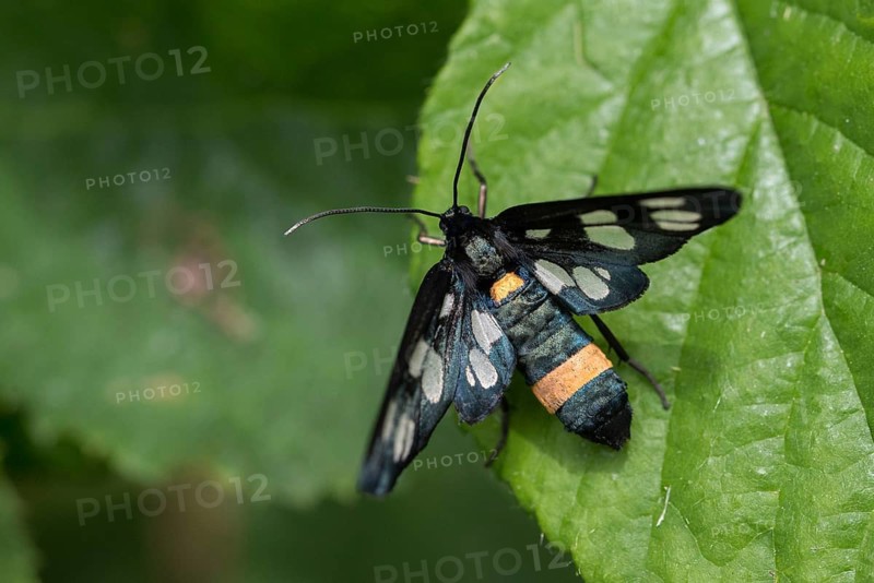 Amata phegea, arctiinae, bear spinner, nine-spotted moth, syntomis phegea, white spotted ram, butterfly, insects, moths, moths, moths, butterfly