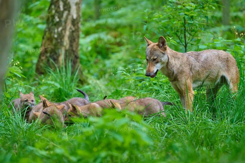 A female wolf watches her puppies playing in the countryside, summer, wolf (Canis lupus), Germany