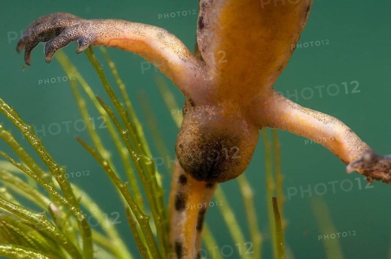 Threaded newt, Lissotriton helveticus, palmate newt, triturus helveticus, amphibians, amphibians, caudata, cloaca, cloaca, amphibians, male, newt, tailed amphibians, water newts
